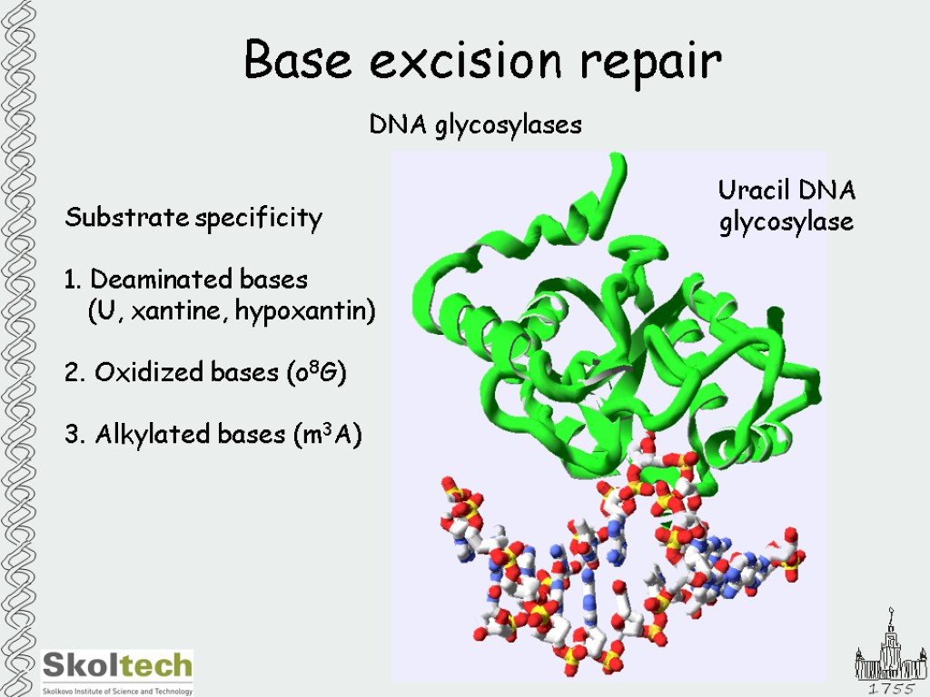 Base excision repair DNA glycosylases Substrate specificity 1. Deaminated bases (U, xantine, hypoxantin) 2.